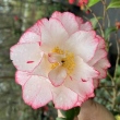 Princess Masako